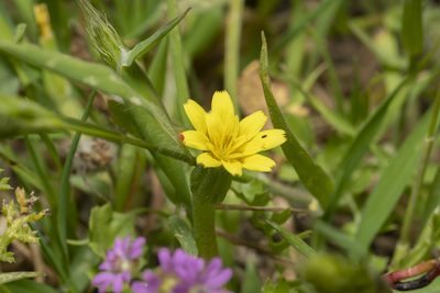 Hyoseris scabra, photographed by Eleftherios Katsillis