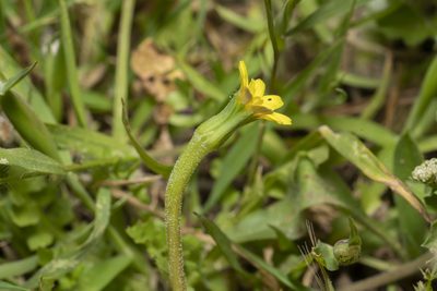 Hyoseris scabra, photographed by Eleftherios Katsillis