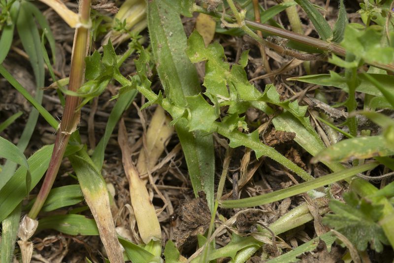 Hyoseris scabra, photographed by Eleftherios Katsillis