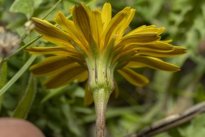 Hyoseris radiata, photographed by Eleftherios Katsillis