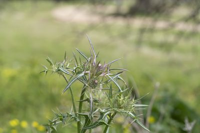 Notobasis syriaca, photographed by Eleftherios Katsillis