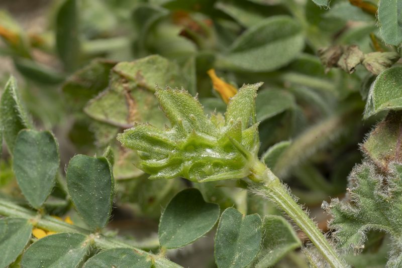Onobrychis squarrosa, photographed by Eleftherios Katsillis