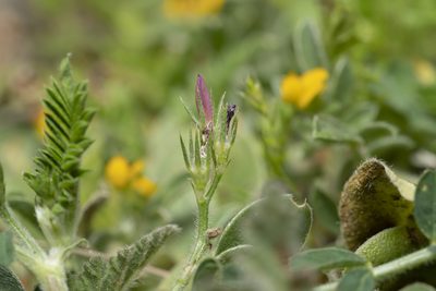 Onobrychis squarrosa, photographed by Eleftherios Katsillis