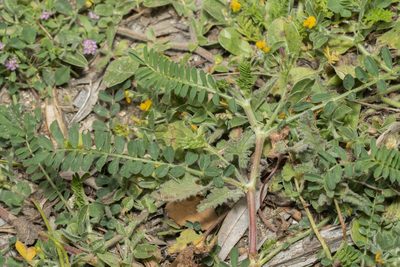 Onobrychis squarrosa, photographed by Eleftherios Katsillis
