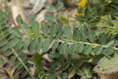 Onobrychis squarrosa, photographed by Eleftherios Katsillis