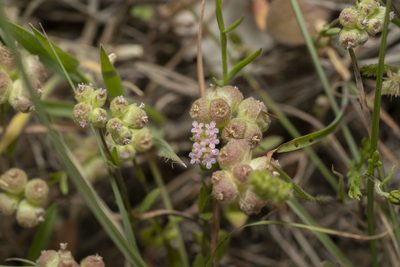 Valeriana vesicaria, photographed by Eleftherios Katsillis