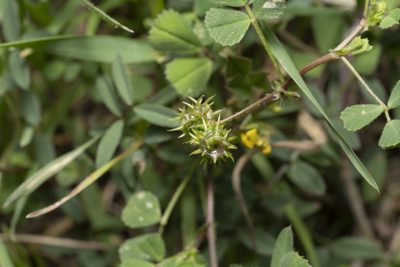 Medicago littoralis, photographed by Eleftherios Katsillis