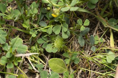 Medicago disciformis, photographed by Eleftherios Katsillis
