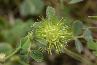 Medicago disciformis, photographed by Eleftherios Katsillis