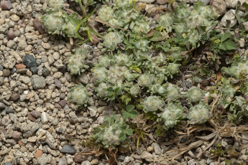 Filago eriosphaera, photographed by Eleftherios Katsillis