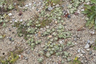 Filago eriosphaera, photographed by Eleftherios Katsillis