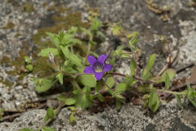 Campanula rhodensis, photographed by Eleftherios Katsillis