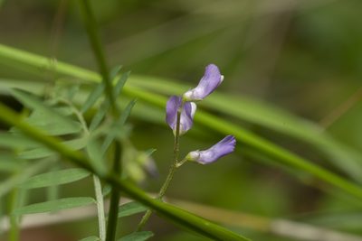 Vicia palaestina, photographed by Eleftherios Katsillis