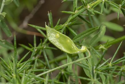 Vicia palaestina, photographed by Eleftherios Katsillis