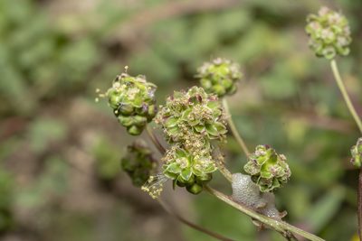 Sanguisorba verrucosa, photographed by Eleftherios Katsillis
