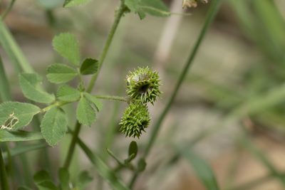 Medicago turbinata, photographed by Eleftherios Katsillis