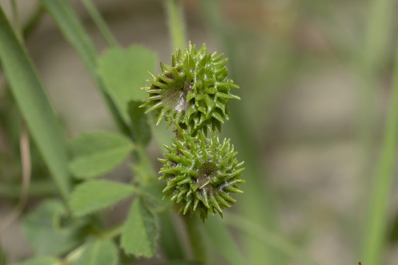 Medicago turbinata, photographed by Eleftherios Katsillis