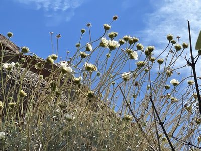 Encelia ravenii, photographed by Jim Riley