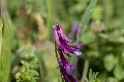 Vicia eriocarpa, photographed by Eleftherios Katsillis
