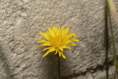 Hyoseris radiata, photographed by Eleftherios Katsillis