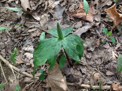 Trillium viridescens, photographed by ozarkallison