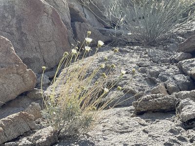 Encelia ravenii, photographed by Jim Riley