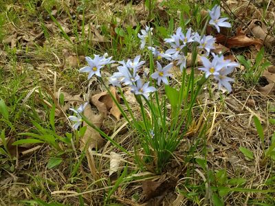 Sisyrinchium campestre, photographed by ozarkallison
