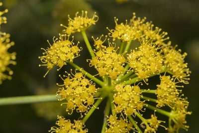 Ferula tingitana, photographed by Eleftherios Katsillis