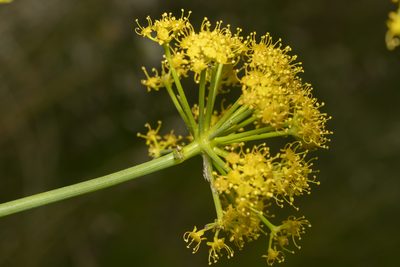 Ferula tingitana, photographed by Eleftherios Katsillis