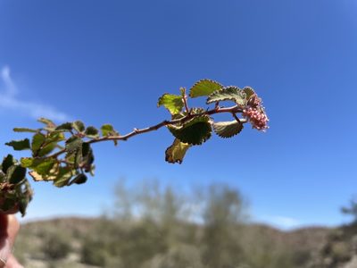 Acalypha californica, photographed by Jim Riley
