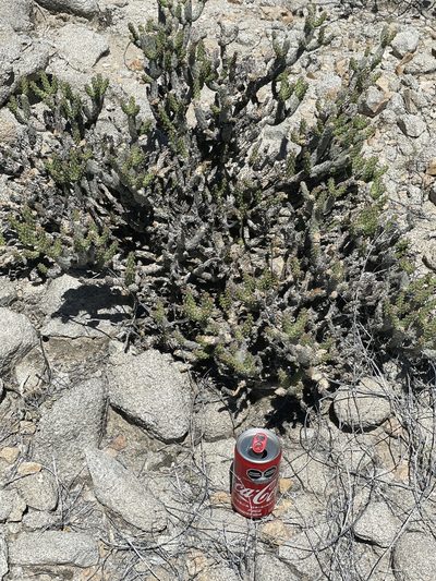Cylindropuntia tesajo, photographed by Jim Riley