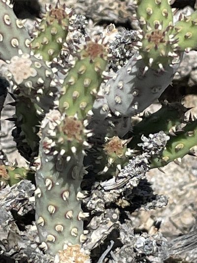 Cylindropuntia tesajo, photographed by Jim Riley