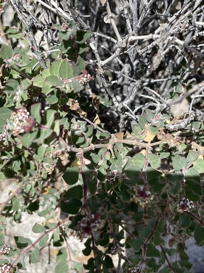 Euphorbia tomentulosa, photographed by Jim Riley