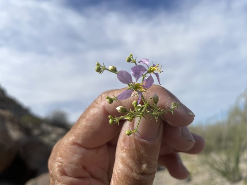 Zygophyllum pachyacanthum, photographed by Jim Riley