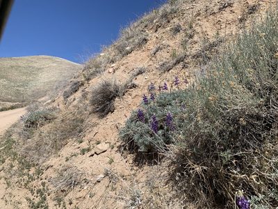 Lupinus excubitus, photographed by Leah Gardner
