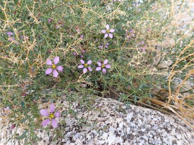 Zygophyllum laeve, photographed by Steve Woodward
