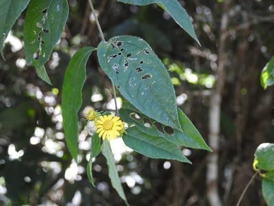 Lundellianthus breedlovei, photographed by Neptalí Ramírez Marcial