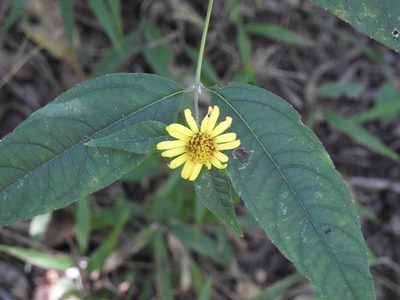 Lundellianthus breedlovei, photographed by Neptalí Ramírez Marcial