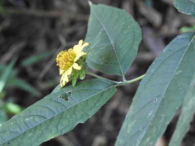 Lundellianthus breedlovei, photographed by Neptalí Ramírez Marcial