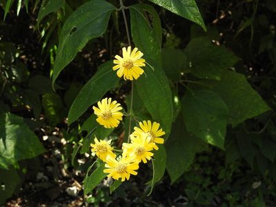 Lundellianthus breedlovei, photographed by Neptalí Ramírez Marcial