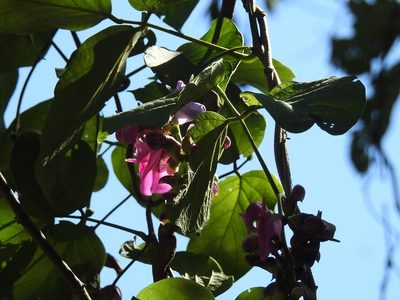 Canavalia oxyphylla, photographed by Neptalí Ramírez Marcial