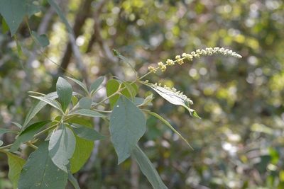 Buddleja americana, photographed by Neptalí Ramírez Marcial