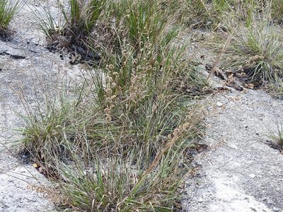 Bouteloua elata, photographed by Neptalí Ramírez Marcial