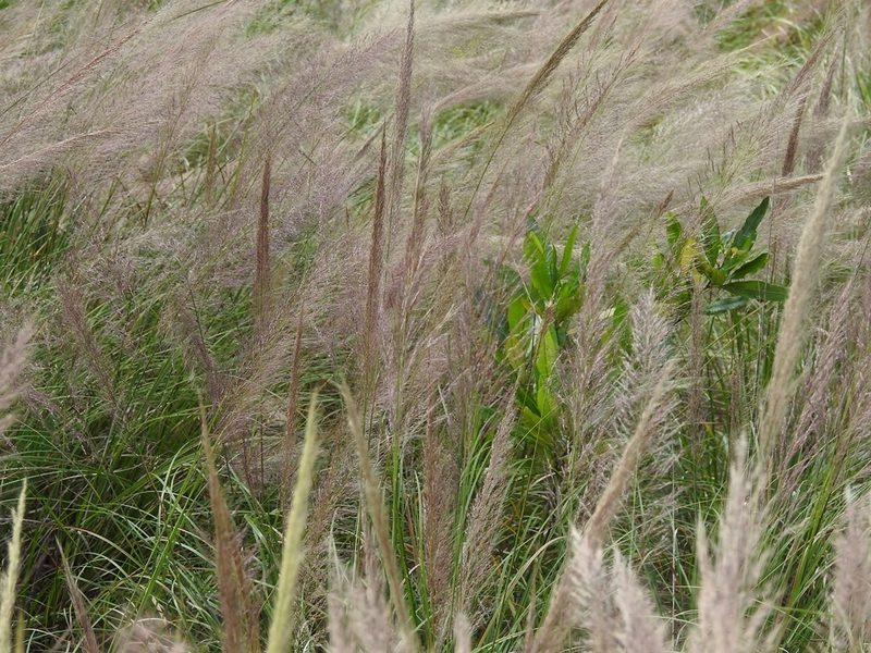 Muhlenbergia versicolor, photographed by Neptalí Ramírez Marcial