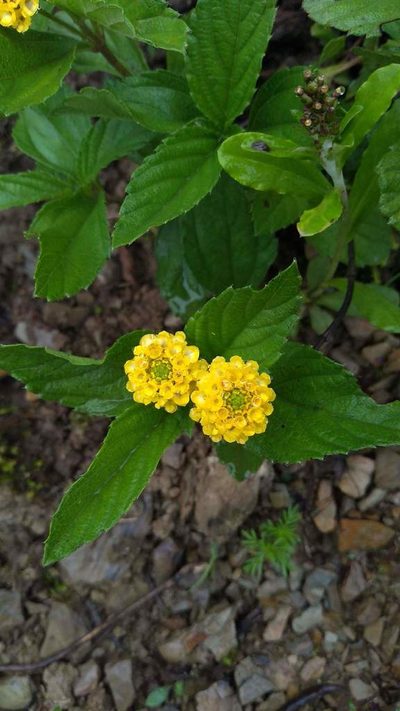 Lippia turnerifolia, photographed by Carla Florencia Rodríguez