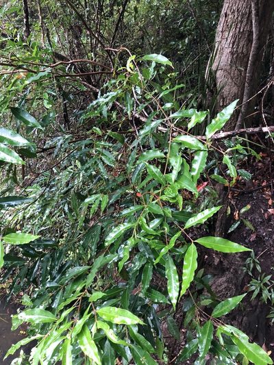 Syzygium floribundum, photographed by Tim Shields