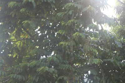 Castilla elastica, photographed by Obed Palagot Echavarria
