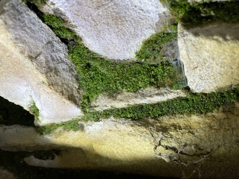 Vittaria appalachiana, photographed by Noah Yawn