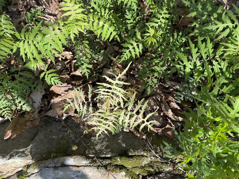 Polymnia laevigata, photographed by Noah Yawn