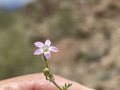 Gilia stellata, photographed by Jim Riley
